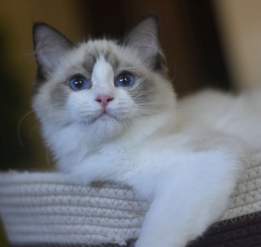 images/AvailableKittens/Pamela website.jpg